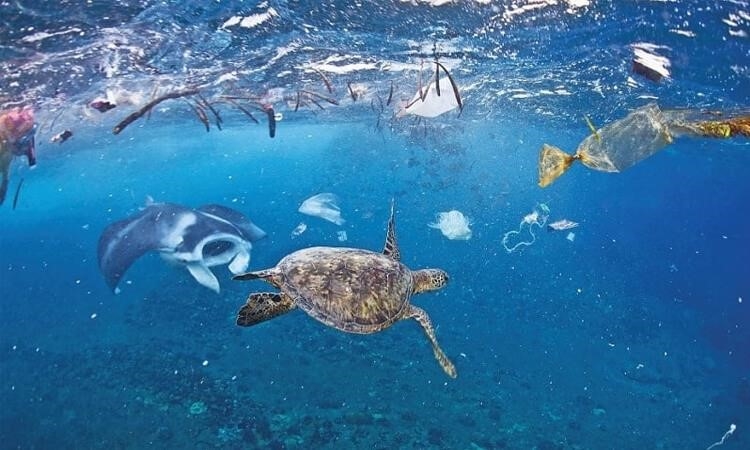 Bạn có biết về khái niệm ô nhiễm môi trường biển không?